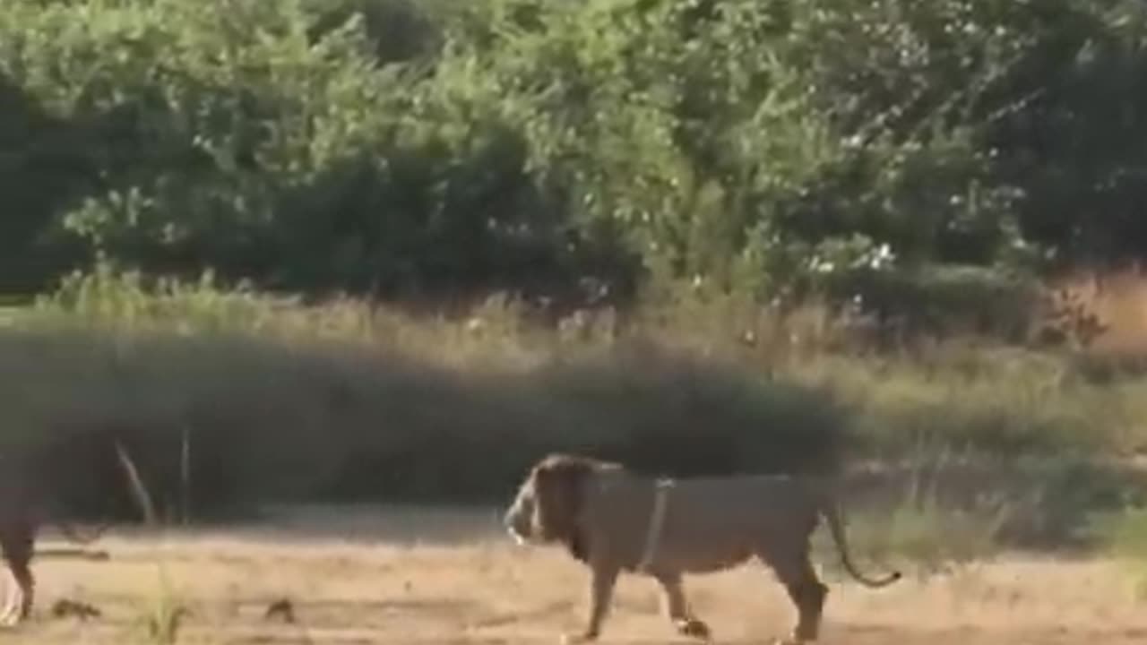 Lion Dropped in his tracks in Zambia_HIGH