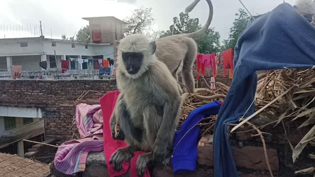 Monkey on rooftop