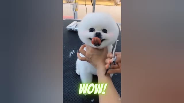 Dogs- Funny Videos! ( try not to laugh 2023)😂