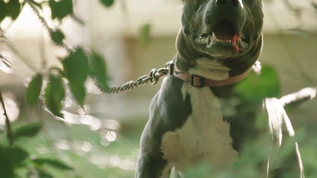 Focus On Dog Barking