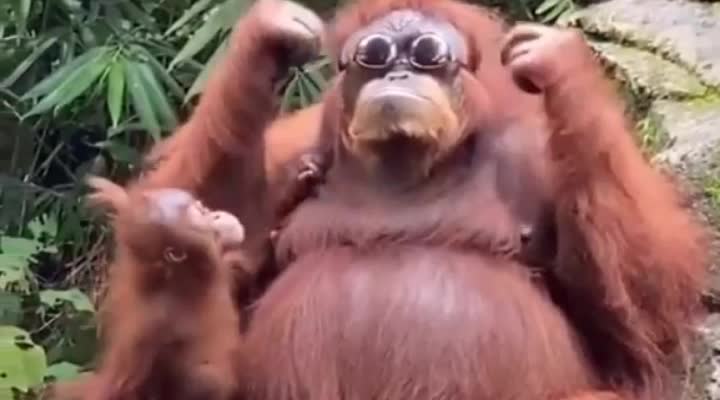 Orangutan tried on zoo visitor's glasses