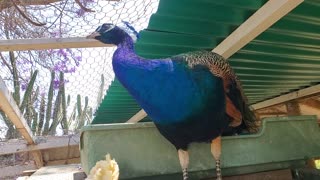 Peacock eating Banana