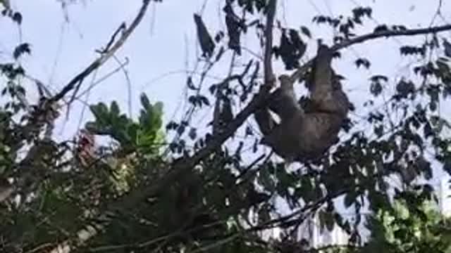 Sloth Makes Himself Comfortable In a Tree