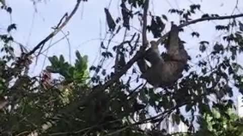 Sloth Makes Himself Comfortable In a Tree