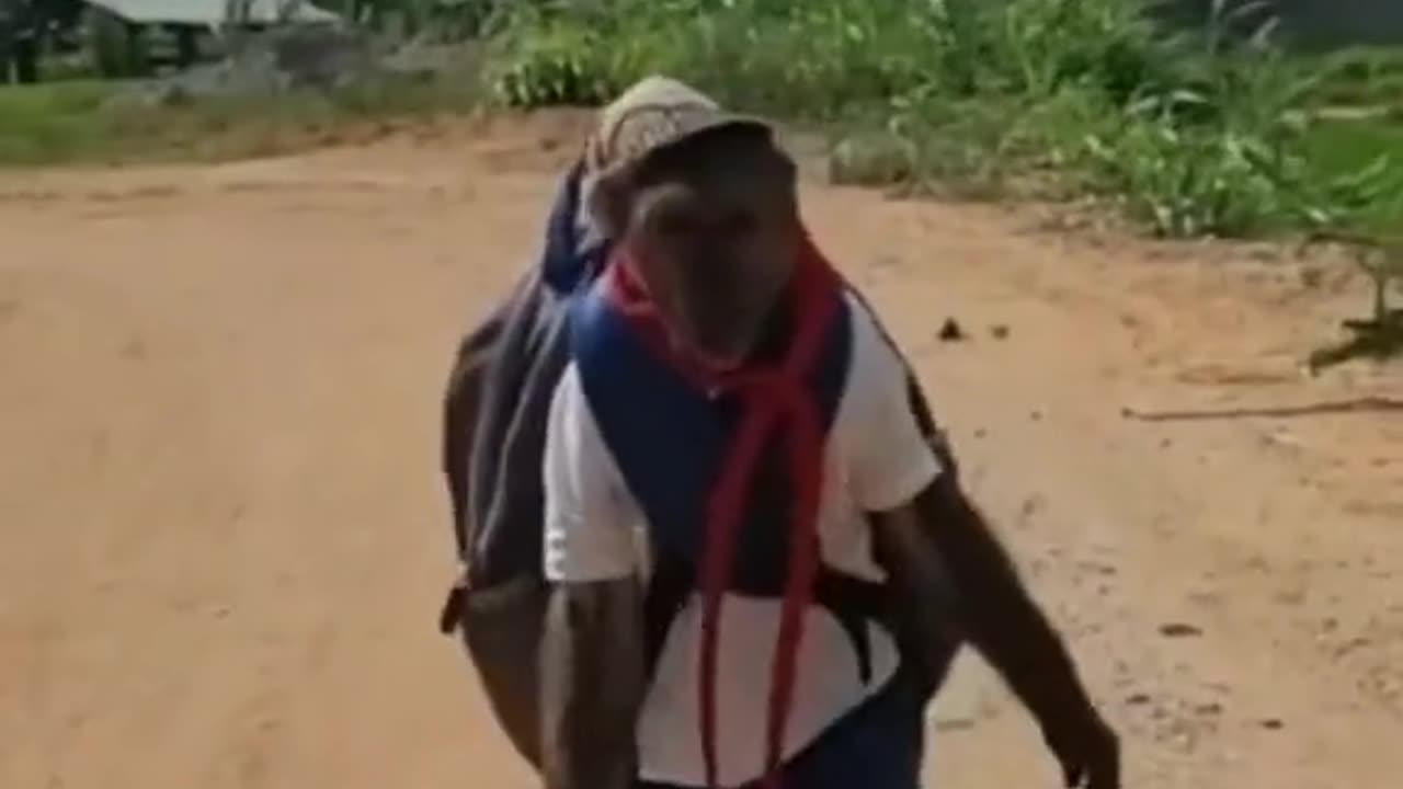 Funny animals compilation videos #18