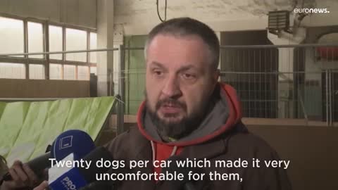 Golden retrievers evacuated from Ukraine to Moldova