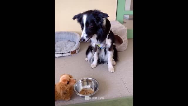 CATS AND DOGS REACT TO CUTTING CAKES