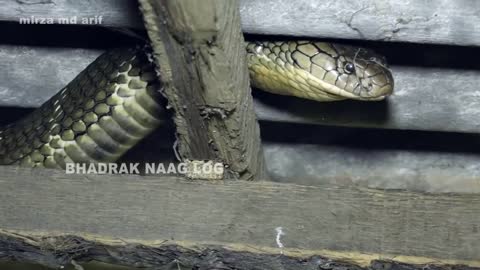 king Cobra big size