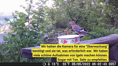 COOLIFE 28MP 1080P HD Wildkamera Fotofalle IP66 Wasserdicht Jagdkamera 940nm IR LEDs Nachtsicht