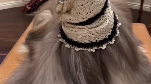 Become a clingy puppy
