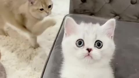 Cute cat with toy