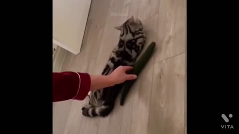 Funny cat with cucumber