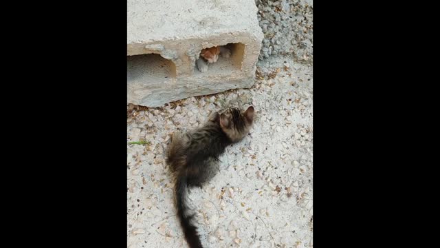 Cute Cat Fighting Each Other