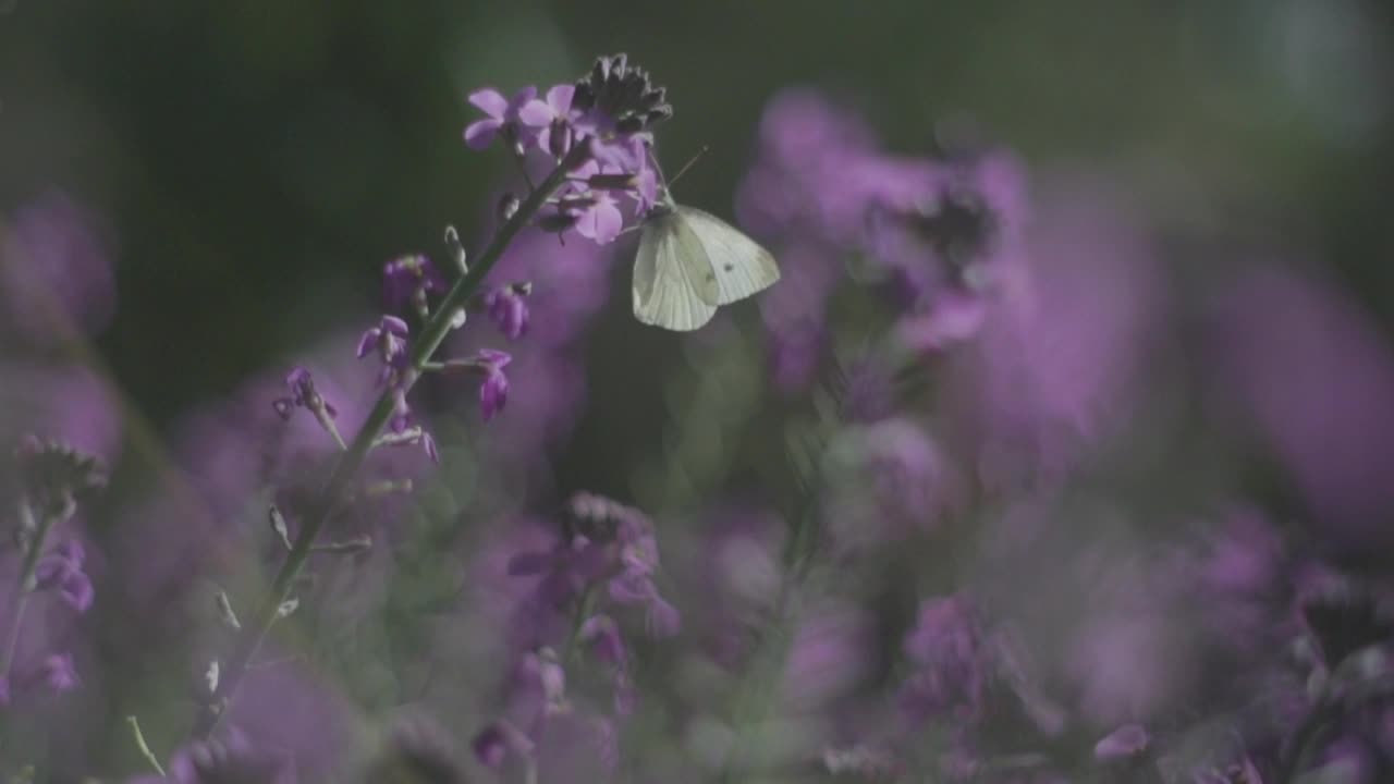 A Beautiful Green butterfly moves between flowers