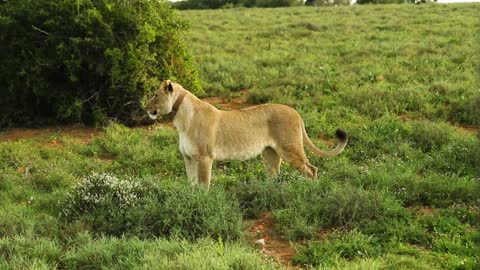 Baby wildebeest walks side by side with lion in Serengeti