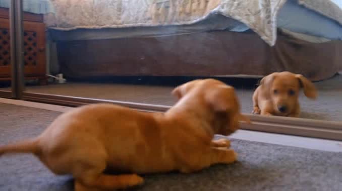 Cute Dog Playing In Front of Mirror