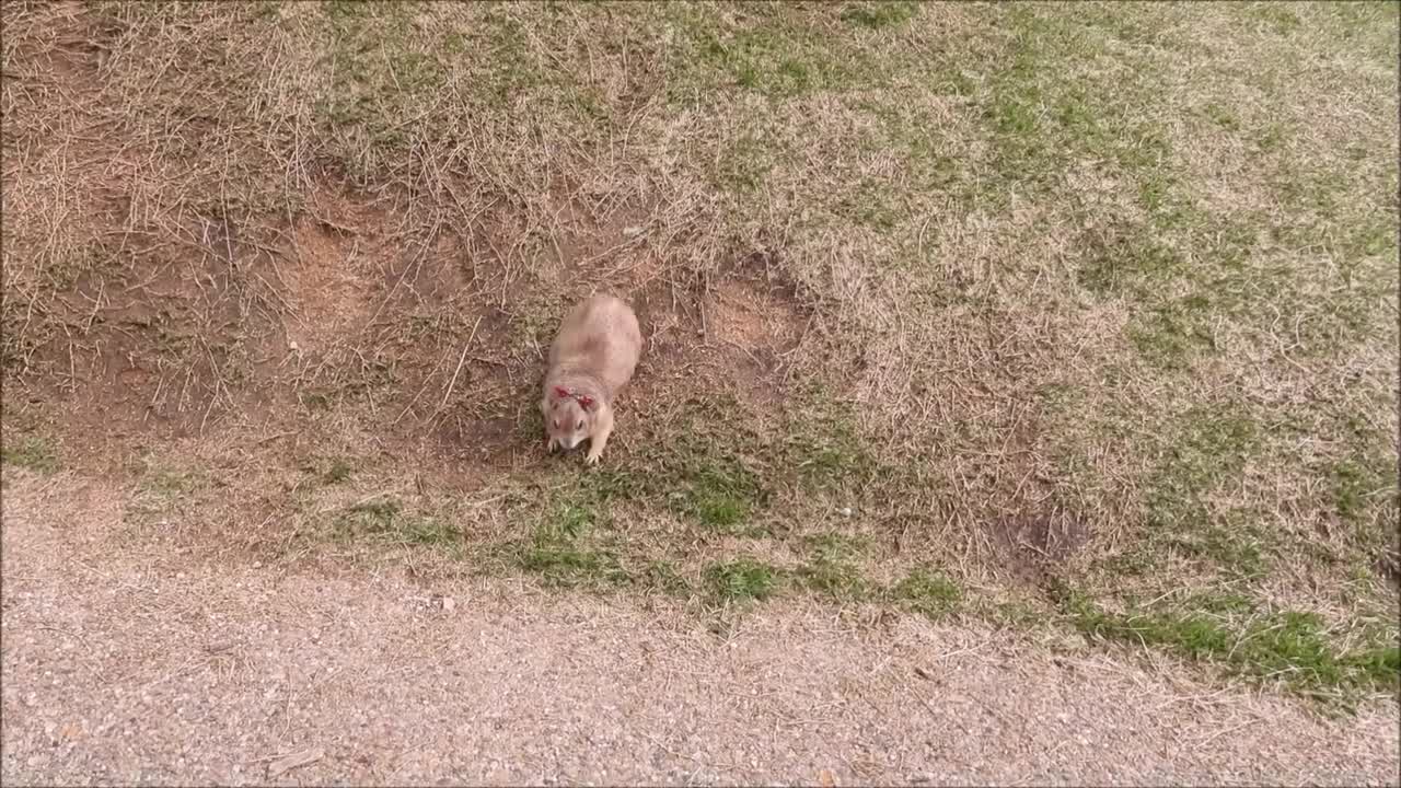 Gopher Belyashik walk on the lawns