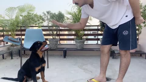 ROTTWEILER DOG TRAINING