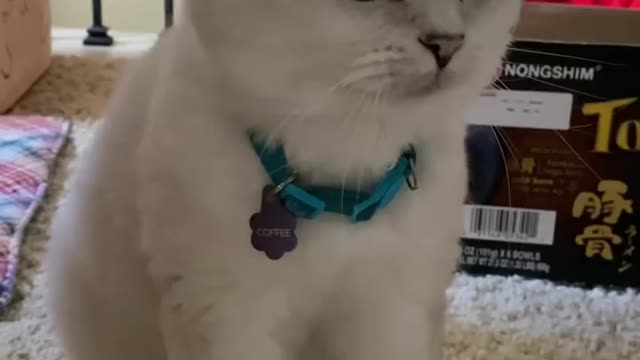 Cat wish happy new year to all of you and your family members
