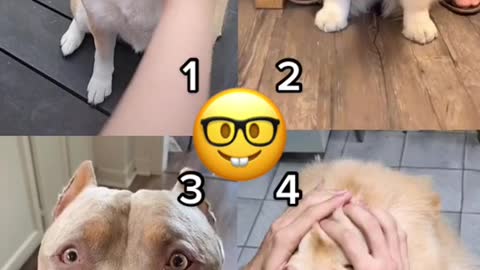 Which one is the cutest dog?