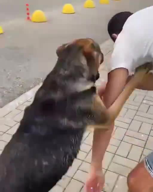 Guys could not walk past seeing a drowning dog