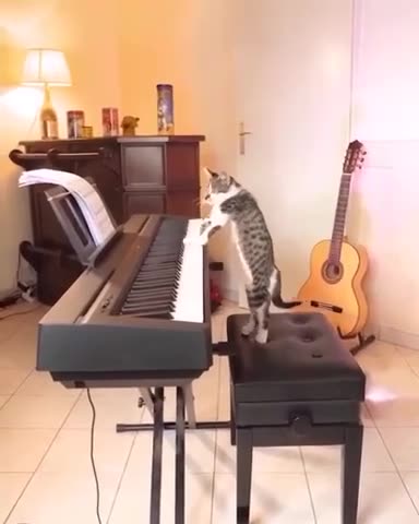 Nobody Spies on Gangsta-Kitty