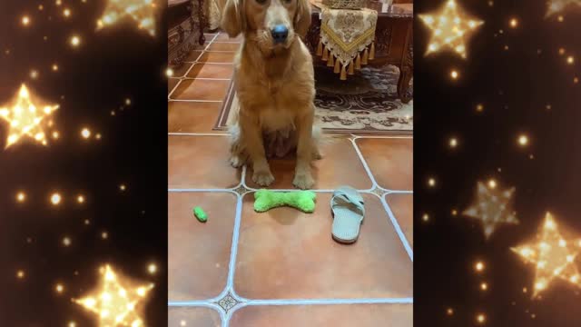 Play with a greedy dog