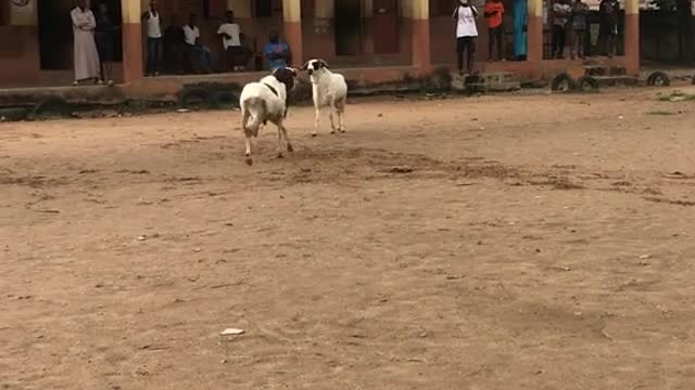 How two cattle fought against them self