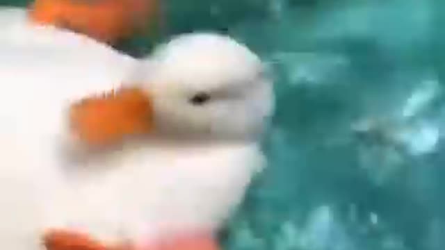 So funny cute ? dogs ?? and cats ?? part 6
