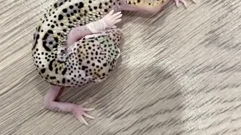 cat#gecko