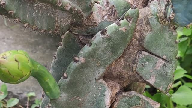 My cactus 🌵 😍 part 1