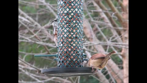 Carolina Wren