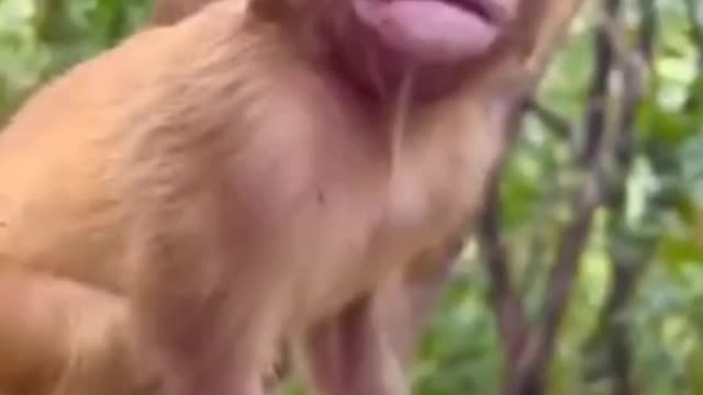 Baby monkey eating bread🍞 cute baby monkey funny video