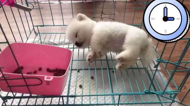 Little Pomeranian sleeping time