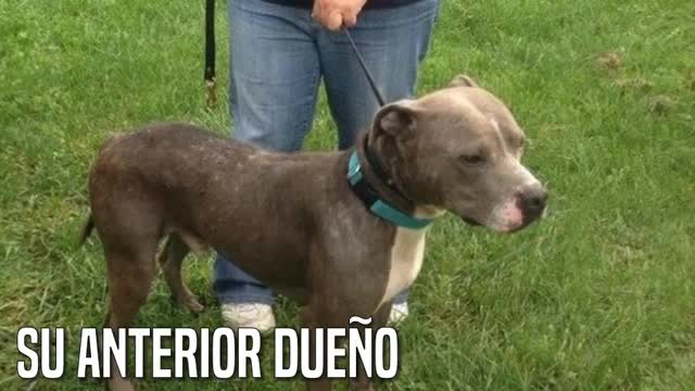 Una perrita moribunda salva su vida al romper el cristal de la caravana donde estaba encerrada