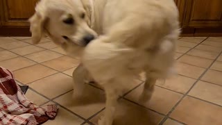 Golden retriever puppy chases her tail