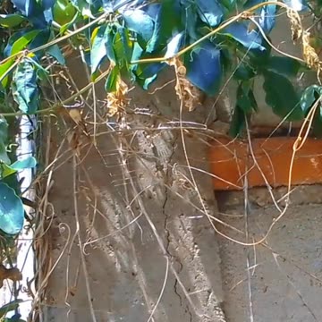 Halo solar y Mburucuyá - Tacuarembó (18/10/2024)