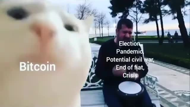 cat vibing on Bitcoin meme