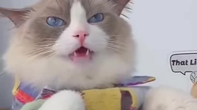 Cute Cat Making Fun Food