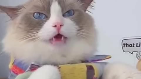 Cute Cat Making Fun Food