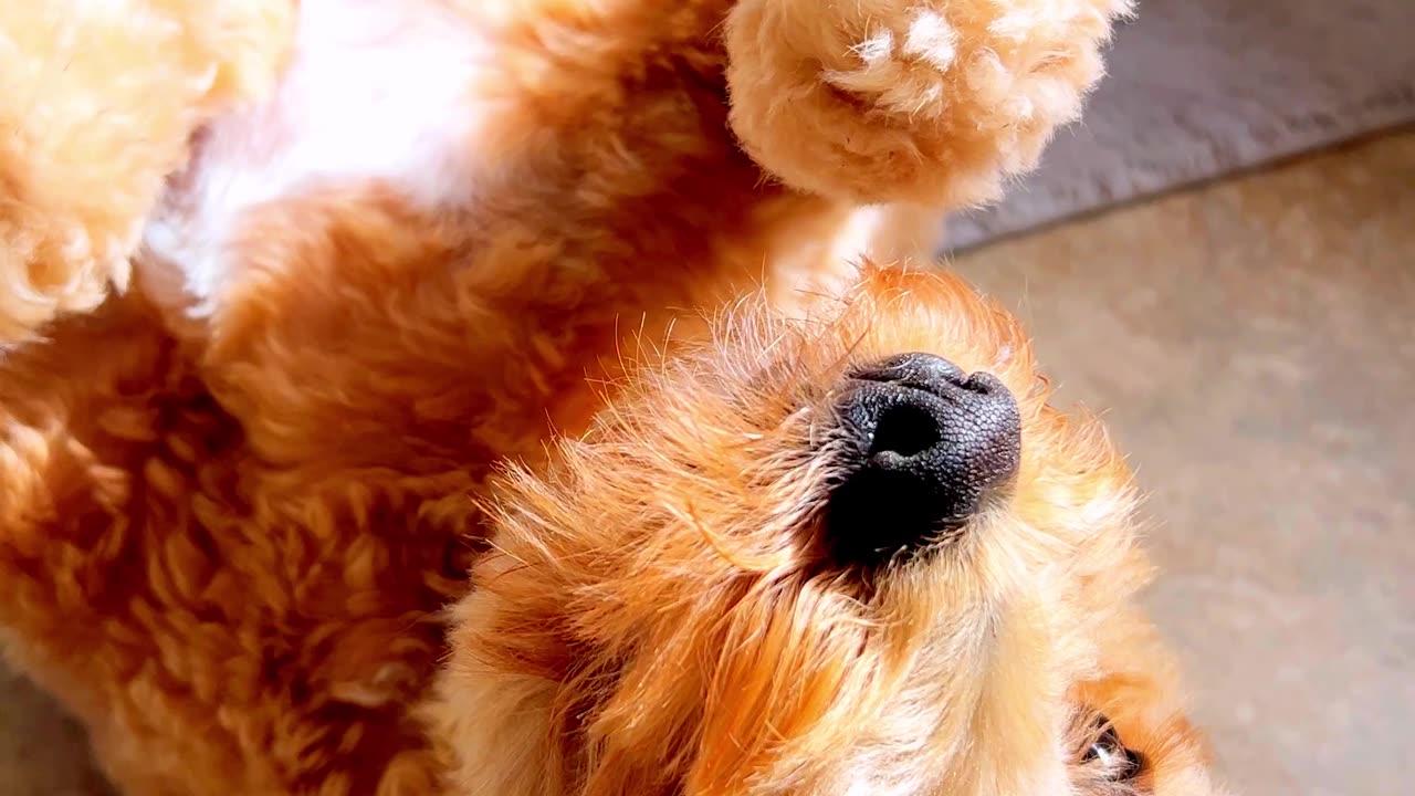 Dog Gets Awful Haircut From Groomer (Hilarious)