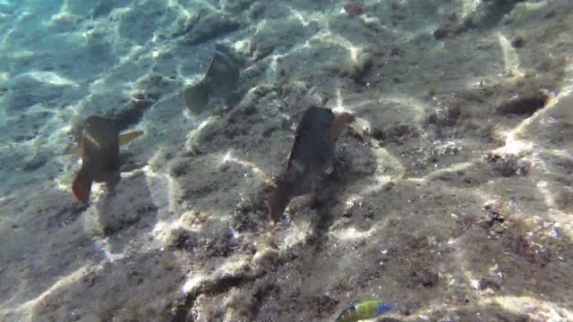 FONDALE MARINO