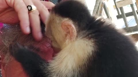 Be kind to animals except for that monkey.