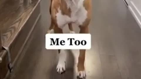 Funny and Cute DOG Videos Compilation,🐕🐕_567_#shorts