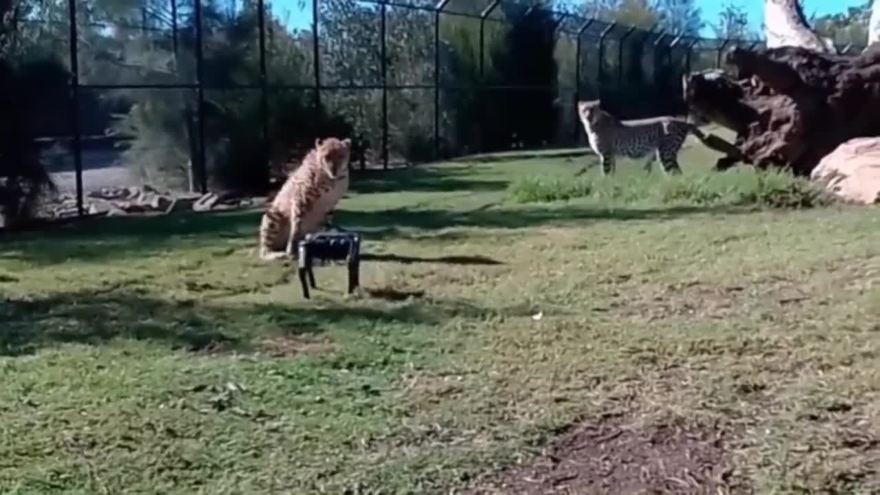 Robot in The Animals territories😯