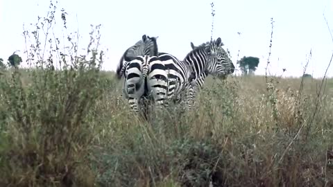 Animals meeting- wild life creature