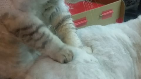 The Purrrfect Massage