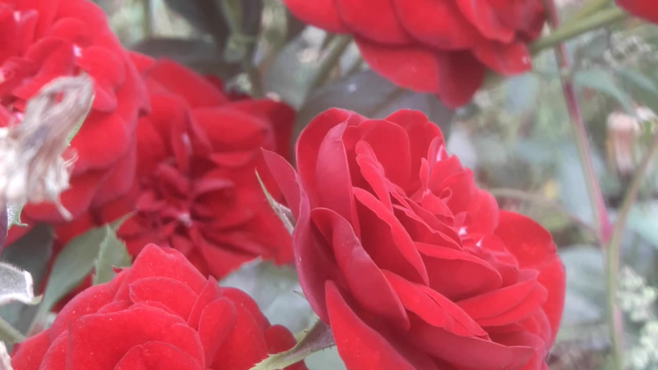 Bouquet of roses