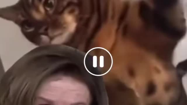 Putin Is Trying To Bait The Trap