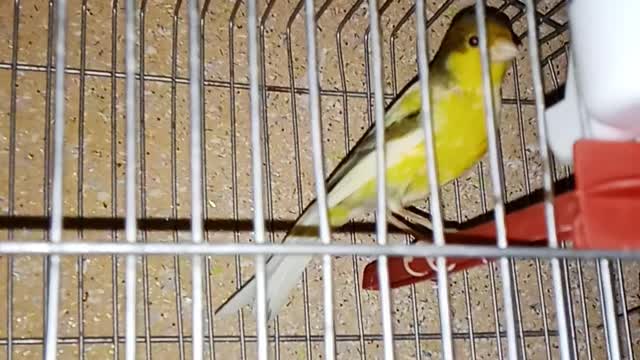 My little bird #koki#